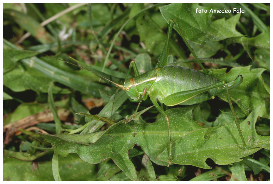 Metaplastes sp. femmina in Sila (CS).